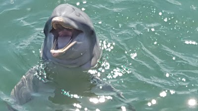 Photos of Parc de Dauphins "Rancho Cangrejo"