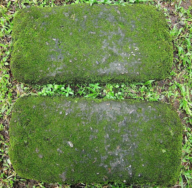 mossy stepping stones