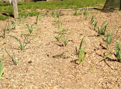 garlic growing in the garden