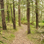 Forest near the summit of Mt Sugarloaf (324347)