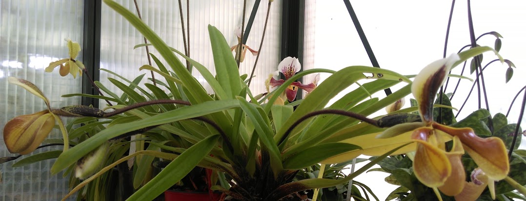 Paphiopedilum villosum IMAG0312