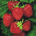 Jagoda-Strawberry