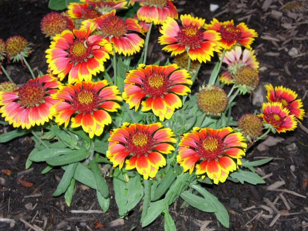 Best Perennial Flowers Zone 7