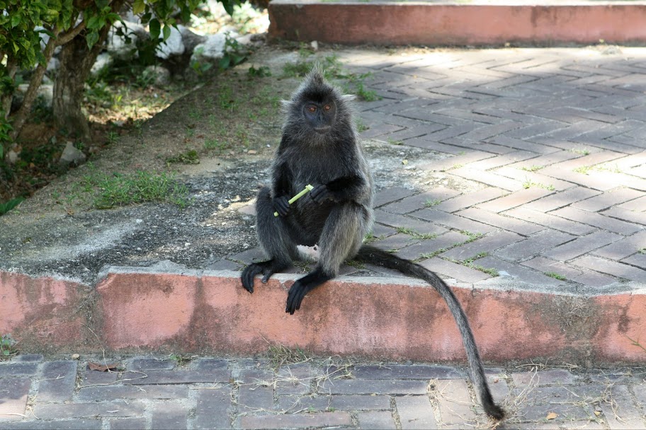 Малайзия. Острова, нац. парки, события и просто хорошие места.