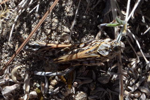 a pair of grasshoppers