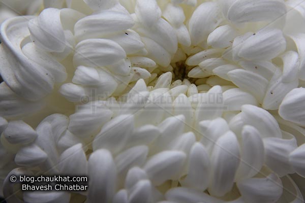 Chrysanthemum flower - Guldaudi flower