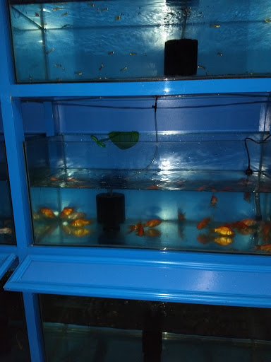 Mareena - Aquariums Kochi, Pets Shop Kochi, Pets Food and accessories, Caltex Colony, Sahodaran Ayyappan Rd, Panampilly Nagar, Ernakulam, Kerala 682036, India, Pet_Boarding_Service, state KL