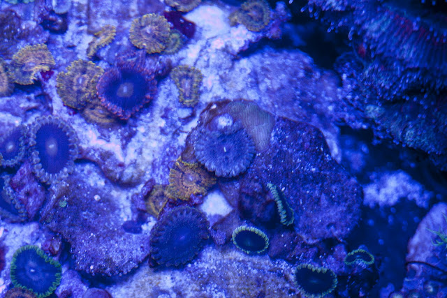 CRW 3941 - zoas and palys-  lps - sps - nightmares and people eaters!