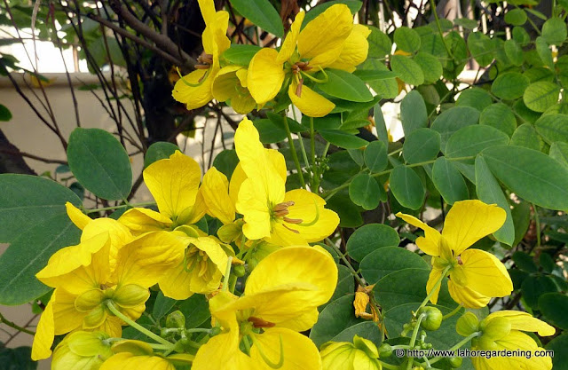 cassia glauca