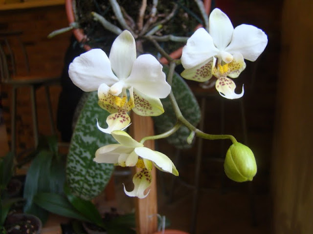 Phalaenopsis stuartiana DSC08608
