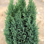 Chamaecyparis lawsoniana ellwoodii