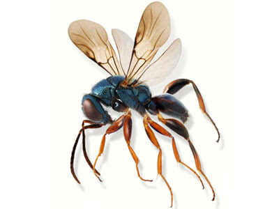 Parasitic wasp