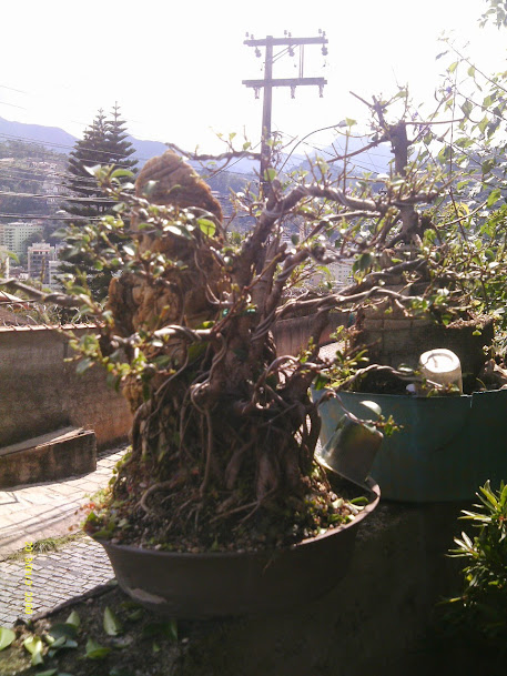 Ficus Microcarpa Começando... IMAG0140