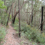 Heading into Glenbrook Gorge Florabella Track (73284)