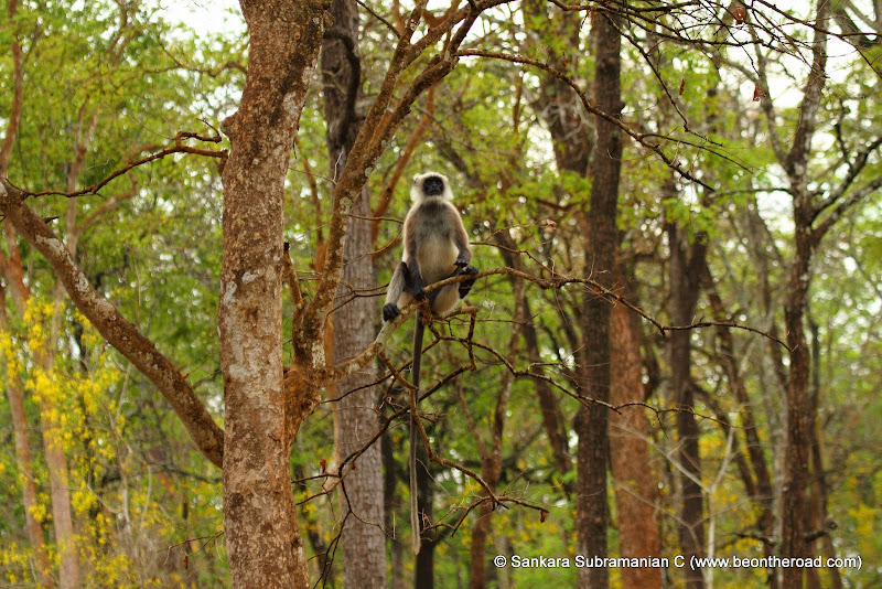 Check out the long tail of this Hanuman Langaur