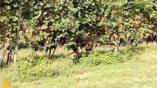 Vineyard «Elk Run Vineyards», reviews and photos, 15113 Liberty Rd, Mt Airy, MD 21771, USA