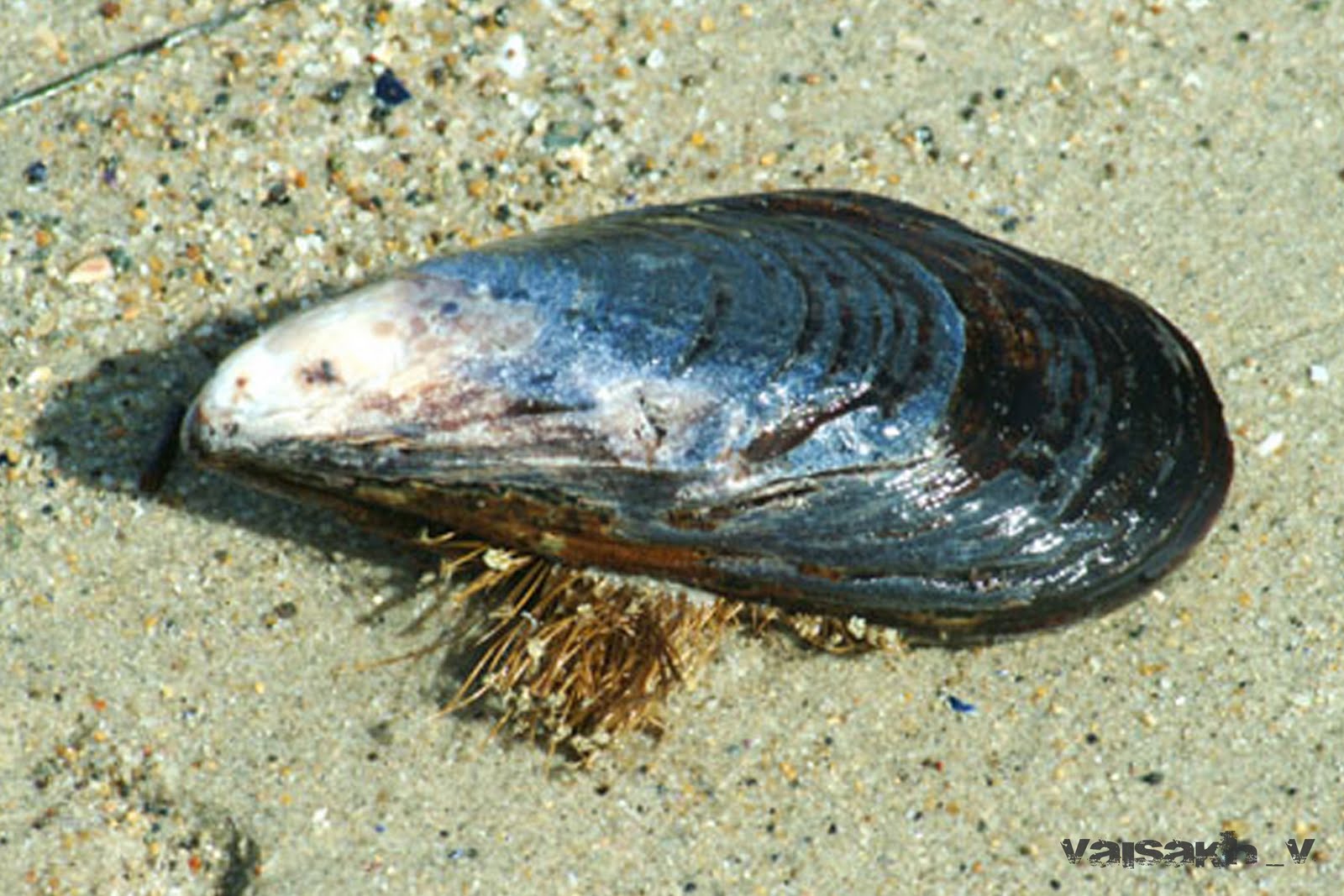 Десятиногий моллюск. Mytilus californianus. Калифорнийская Мидия (Mytilus californianus). Моллюск Мидия Mytilus. Моллюск дрейссена фильтратор.