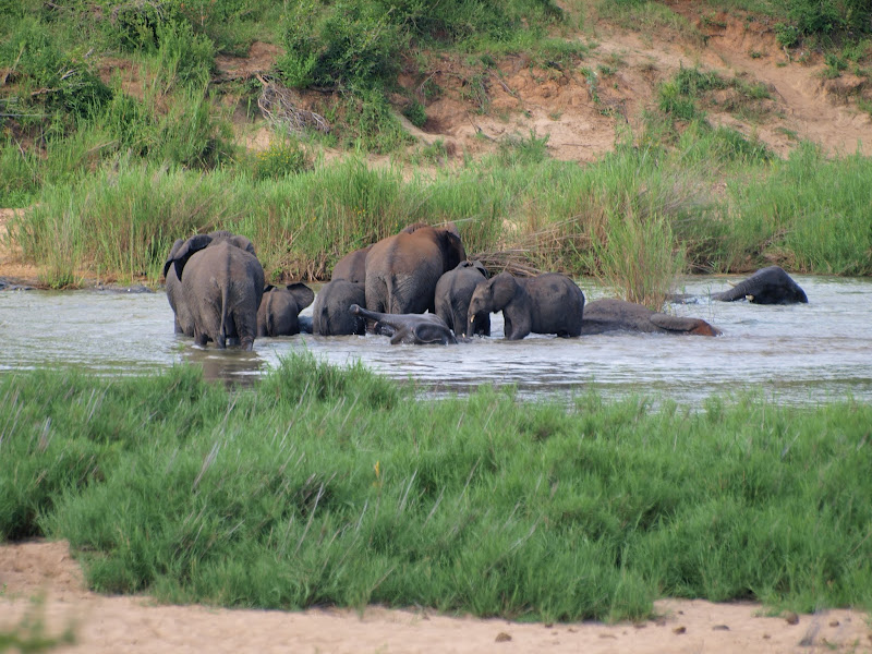 IMAGE: https://lh5.googleusercontent.com/-7EXSeQUbtxs/ULkVTdJCmII/AAAAAAAB_30/RSg2PsApURk/s800/PB260366.jpg