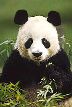 Porque esta en peligro de extincion el oso panda