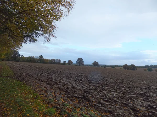 Fields near Homewood