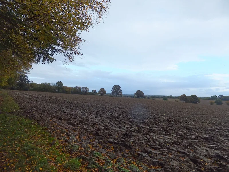 Fields near Homewood