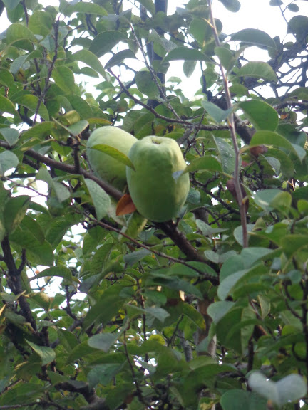 Круиз на Queen Elizabeth, 12-24 октября 2012