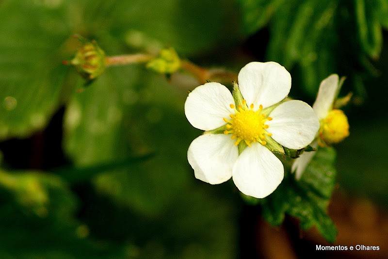 Flor de Morango silvestre