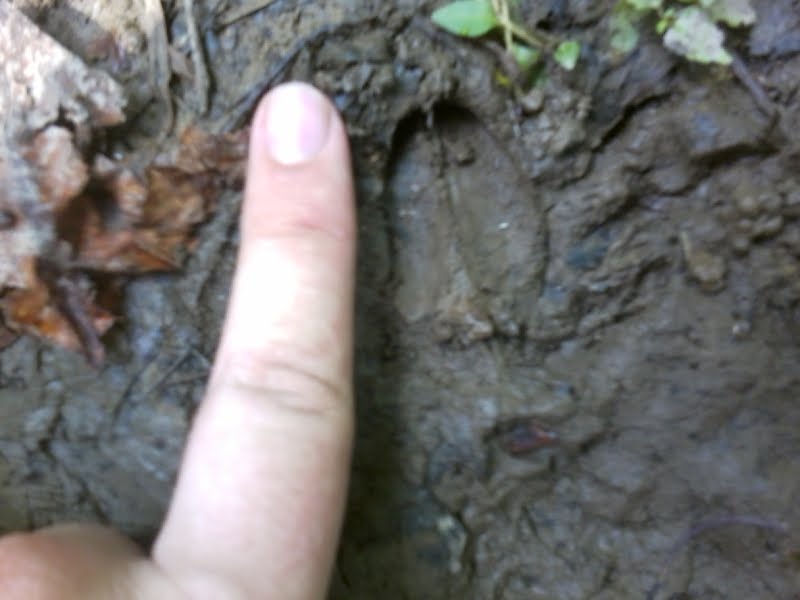 Fawn track 0717131529