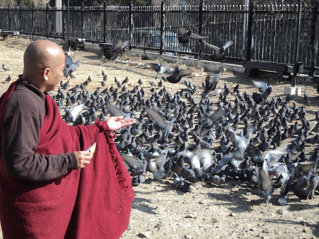 Ký sự chuyến hành hương Bhutan đầu xuân._Bodhgaya monk (Văn Thu gởi) DSC06522