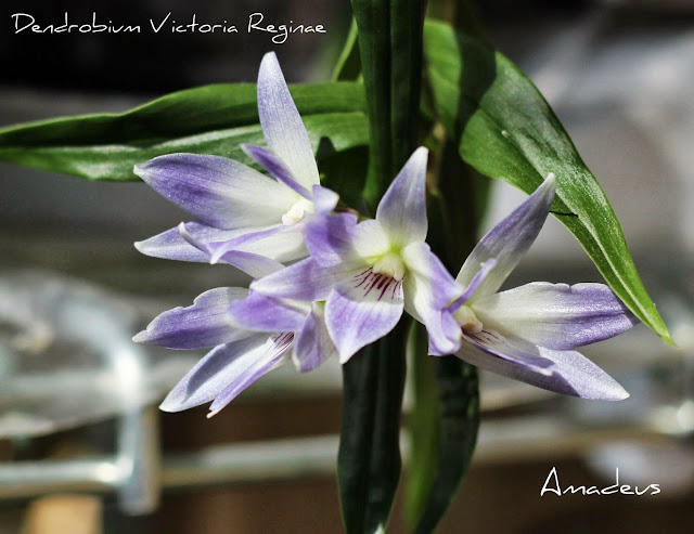 Dendrobium victoriae-reginae  - Страница 2 IMG_1594