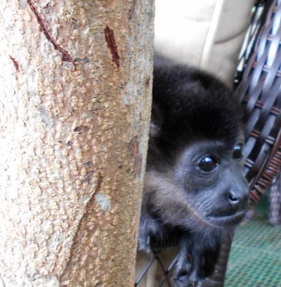 Photos of Sibu Sanctuary