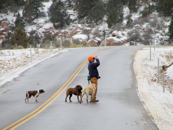 Alan and the pups