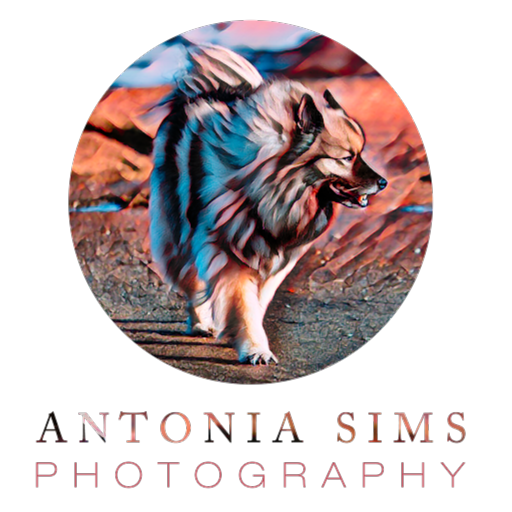 Antonia Sims Photography Studio logo
