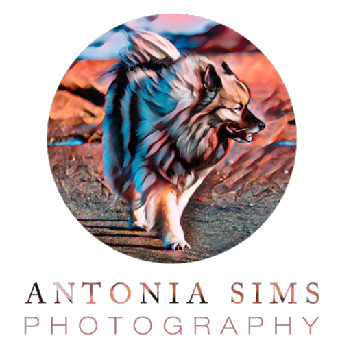 Antonia Sims Photography Studio