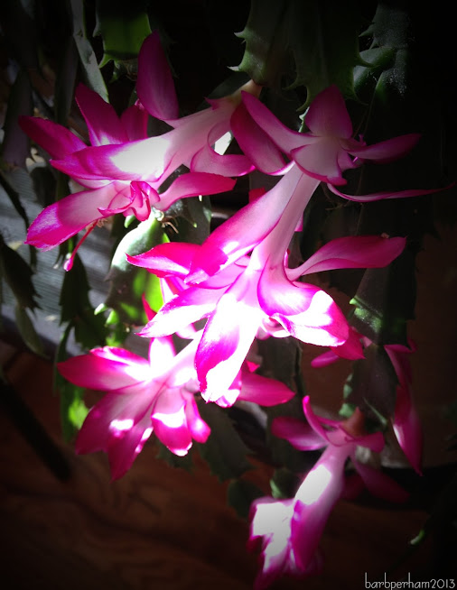 posted image