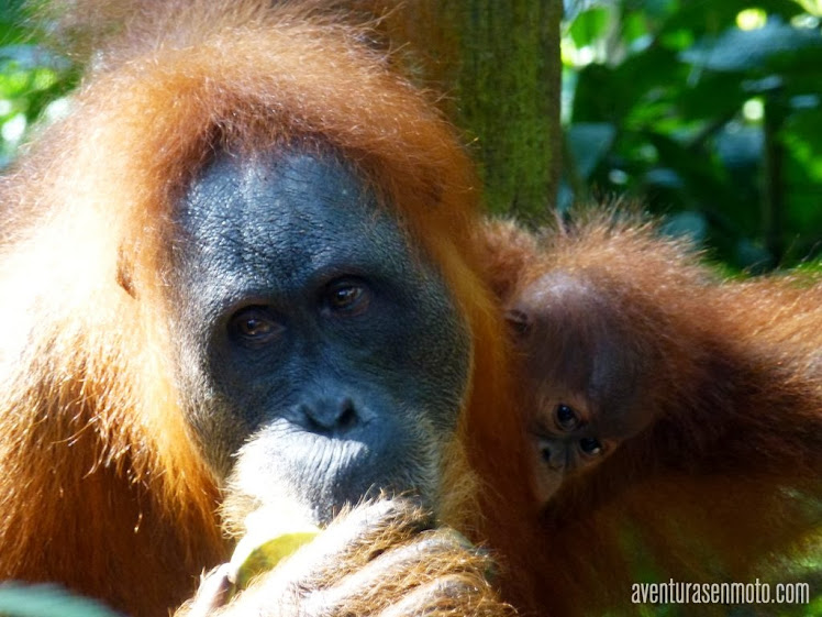 Indonesia.orangutanes.JPG