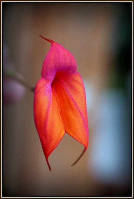 Masdevallia veitchiana IMG_8367