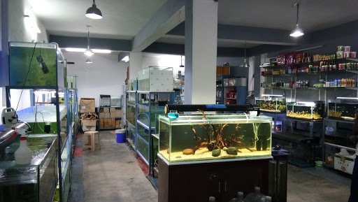 Ocean Blue Aquariums, Rajeev Gandhi Nagar Road, Rajiv Gandhi Nagar Colony, Whisper Valley, Hyderabad, Telangana 500090, India, Pond_Fish_Supplier, state TS