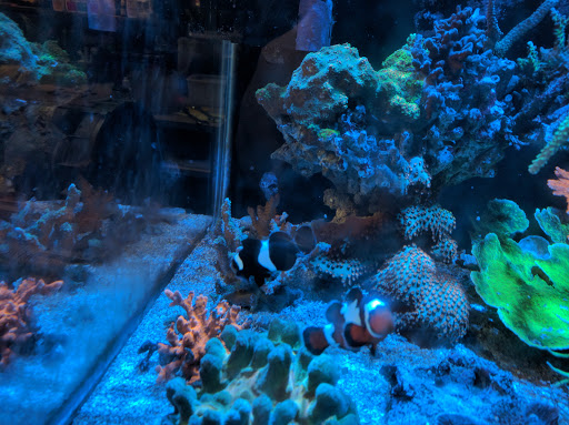 Aquarium «Aquarium Fish & Supply», reviews and photos, 1702 S Kelly Ave, Edmond, OK 73013, USA