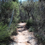 Manly to Spit trail (78820)