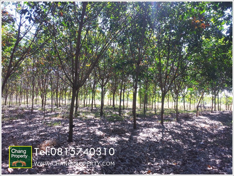 สวนยางสกลนคร อ.คำตากล้า:rubber plantation sale
