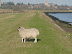 Walk back to Orford