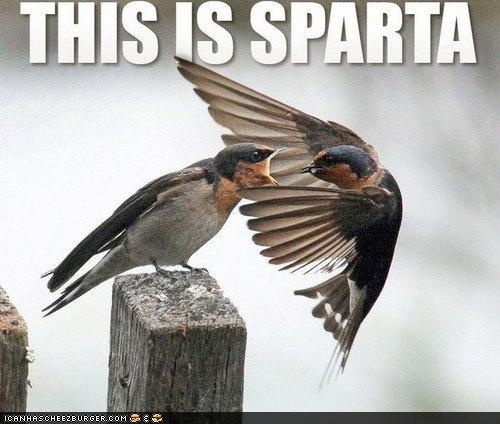 photo of a bird screeching at another bird...this is Sparta