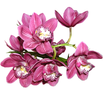 anh hoa lan dep