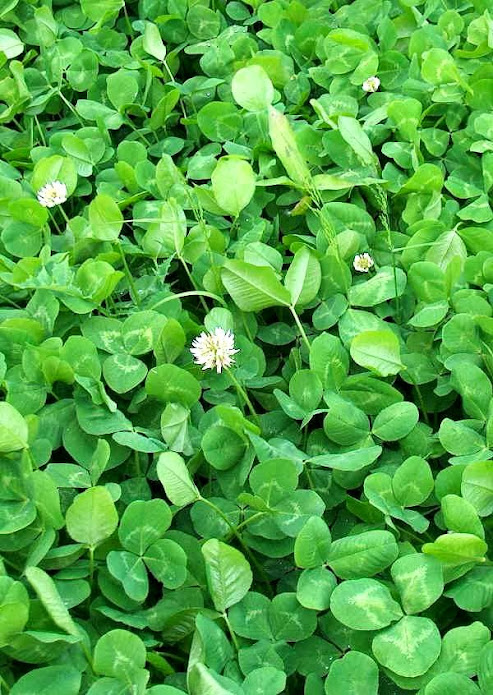 Trifoglio bianco - Trifolium repens L.