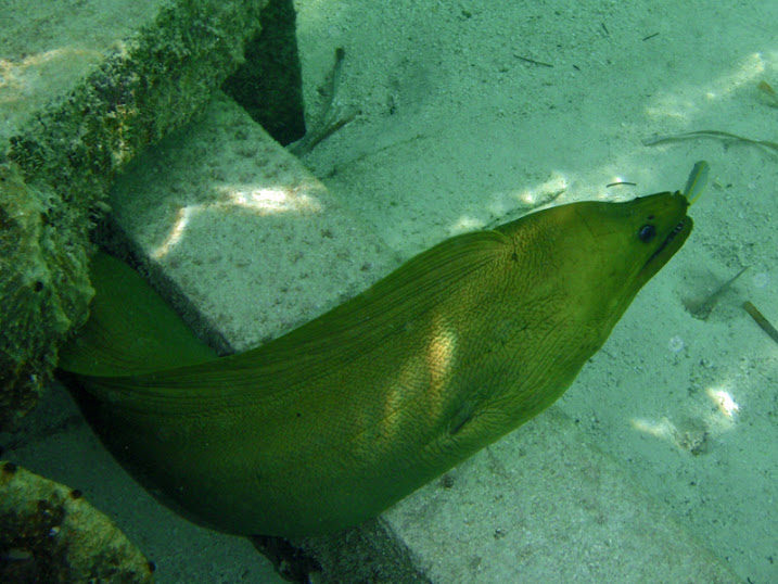 Gymnothorax funebris (Green Moray Eel) near the end of the Victoria House peir, Ambergris Caye, Belize.