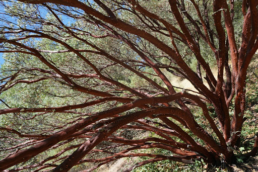 National Forest «Petrified Forest», reviews and photos