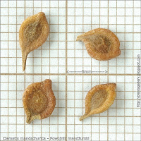 Clematis mandschurica seeds - Powojnik mandżurski nasiona