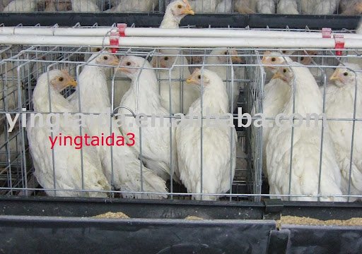Garg Poultry Farm, Near kuti Sahib,village Ghrachon,Bhawanigarh -Sunam Road, Distt. Sangrur ,Punjab,India, Gharachon, Punjab 148026, India, Poultry_Farm, state PB