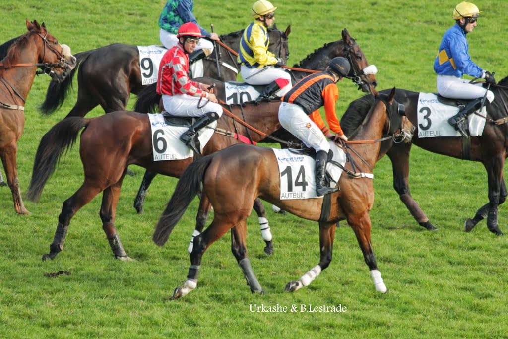 Photos Auteuil 23-11-2014  IMG_6178